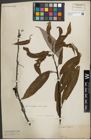 Foto von Salix acmophylla Boiss.